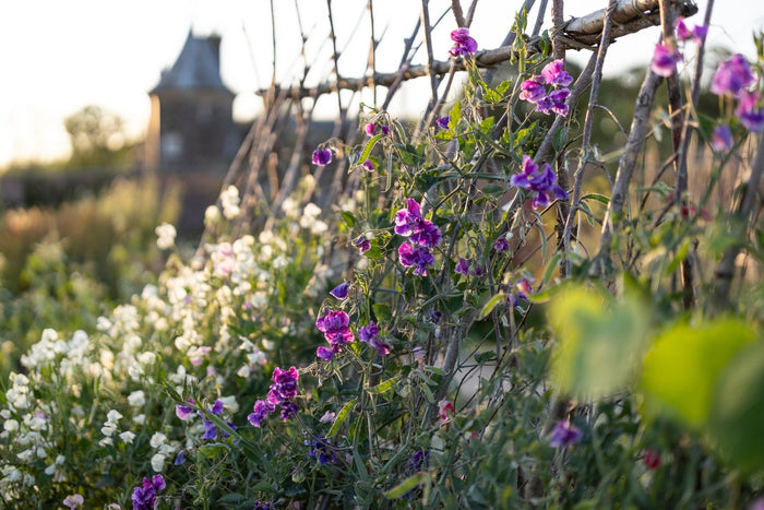 Purple sweet peas climbing a diamond trellis willow structure 