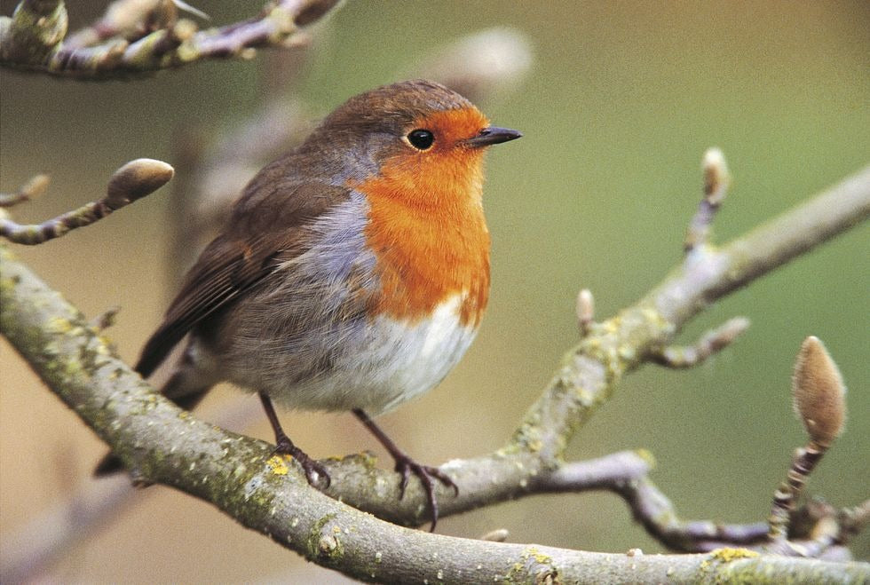 English robin bird sitting on a mossy branch with light green blurred background