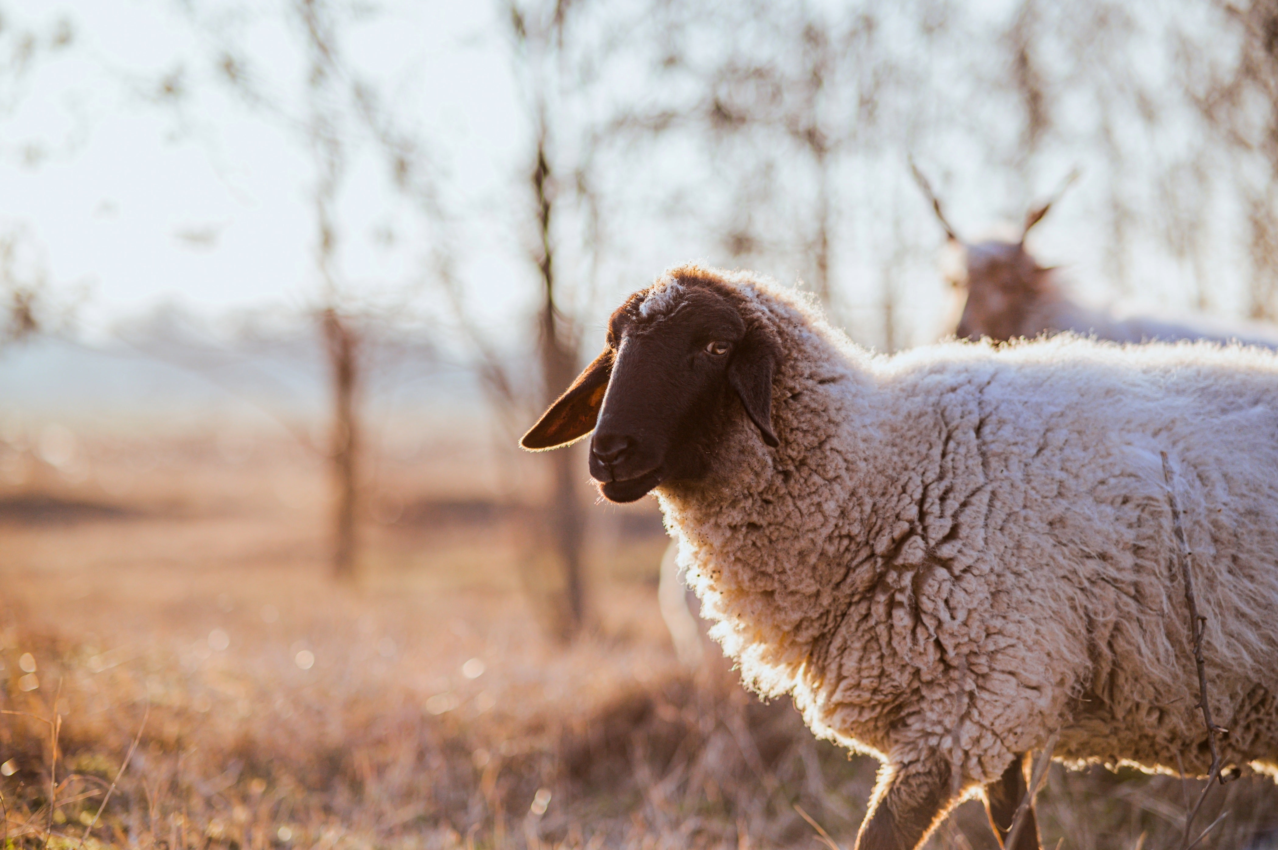 Sheep with dark face and fleece in a meadow, symbol of Britain’s historic wool textiles