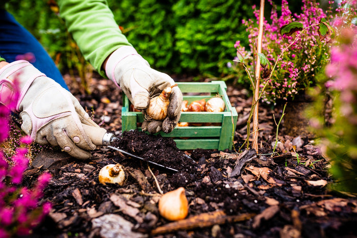 Gardener planting spring bulbs in autumn soil, a seasonal task in English country garden care.