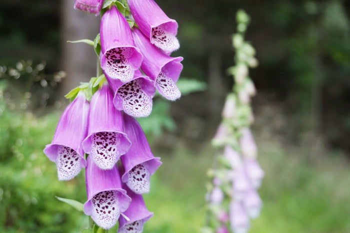 Close up image of magenta pink foxgloves opening up with blurry green background