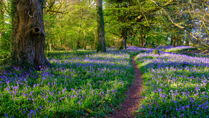 Wild English bluebells growing beneath woodland 