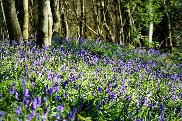 Wild English bluebells growing beneath woodland 