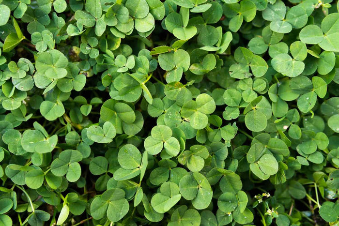 Celtic roots and springtime traditions: the Irish heritage behind St. Patrick’s Day