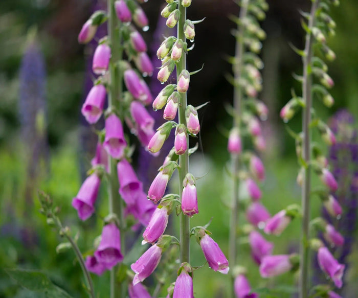 Close up image of magenta pink foxgloves opening up with blurry green background