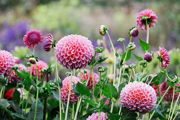 Pink dahlia flowers in full bloom in a late summer border.