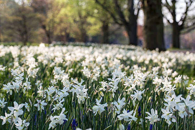 Early spring blooming white daffodils beneath trees