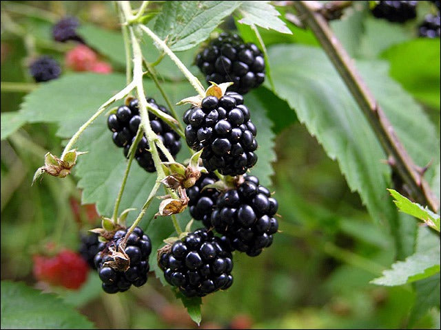 10 Gardening jobs for  mid-summer (and 5 to avoid)