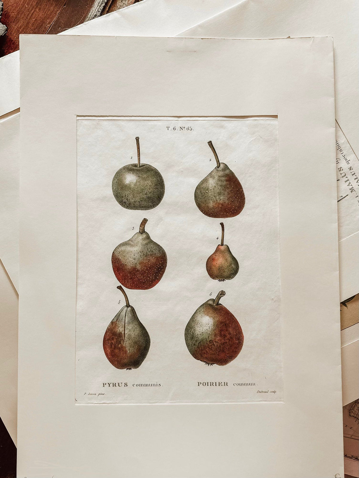 Antique 19th-century botanical print depicting six varieties of pears labeled Pyrus communis on aged ivory paper.