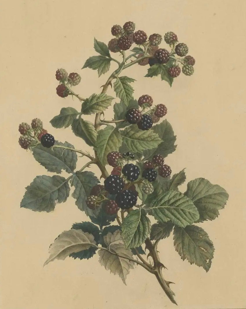 Antique botanical illustration of a blackberry branch with ripening fruit and serrated green leaves against a cream background.