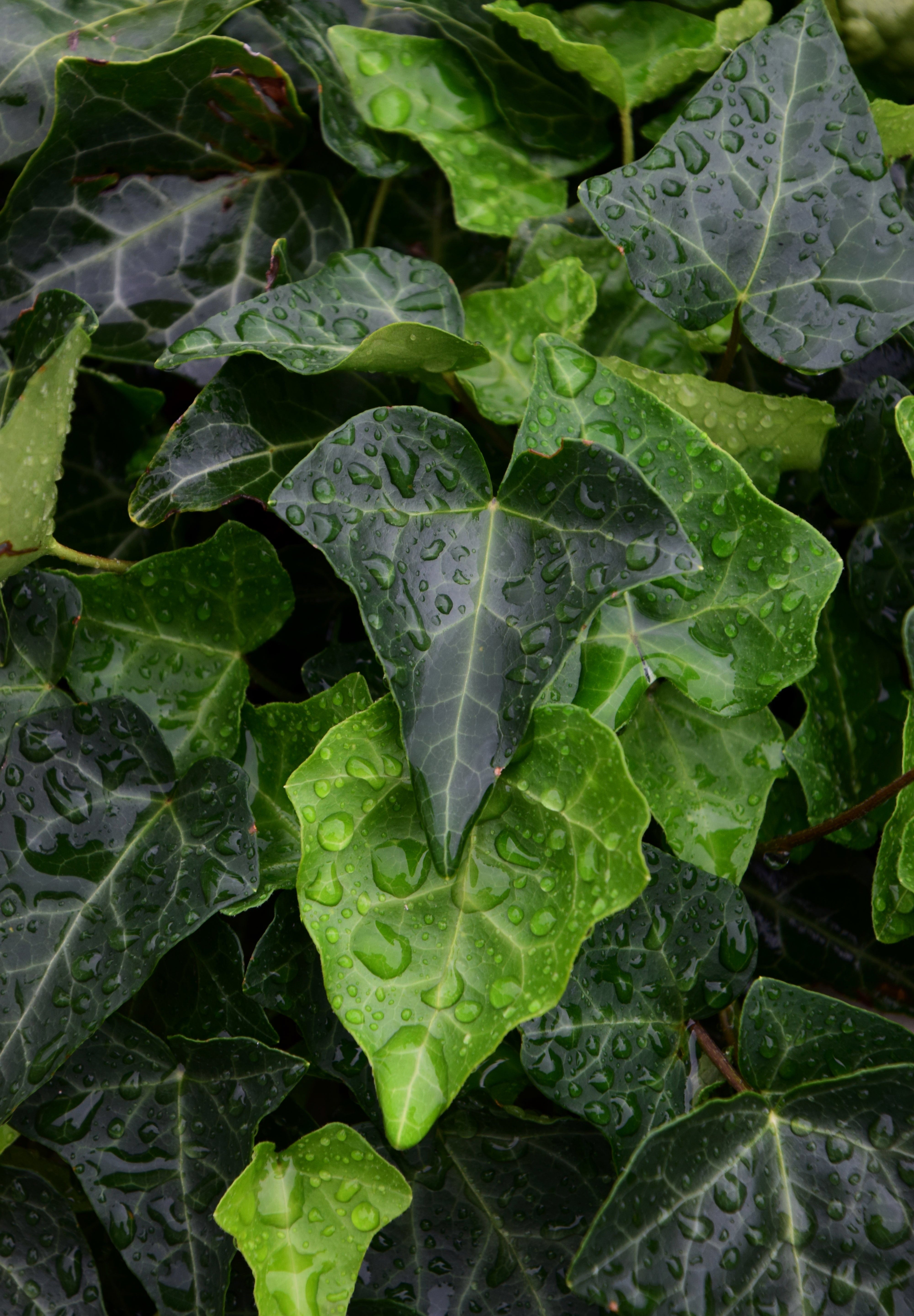 Hand trowel and fork with terracotta pots on a stool; greenhouse blurred in a leafy garden.
