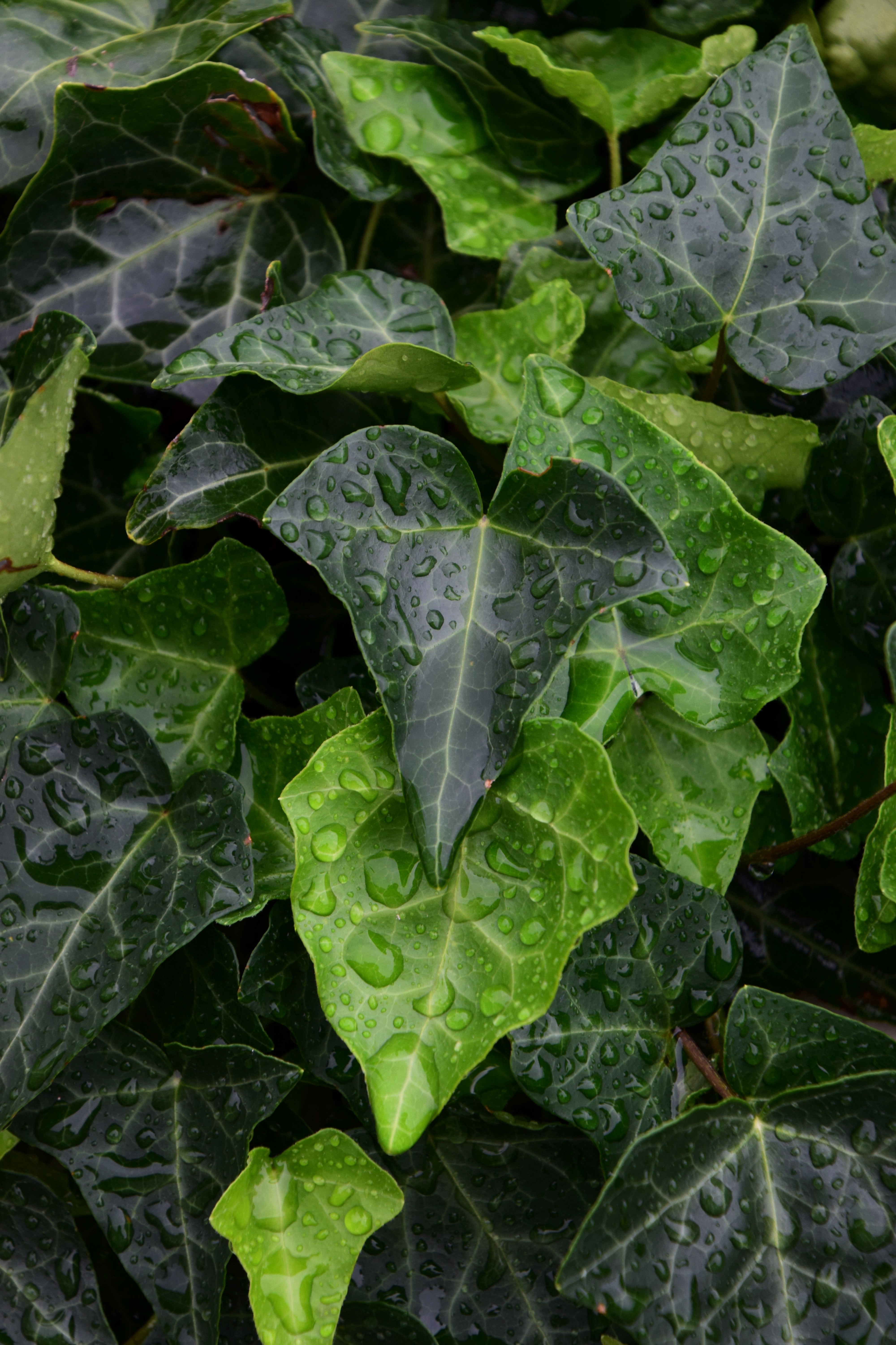 Hand trowel and fork with terracotta pots on a stool; greenhouse blurred in a leafy garden.