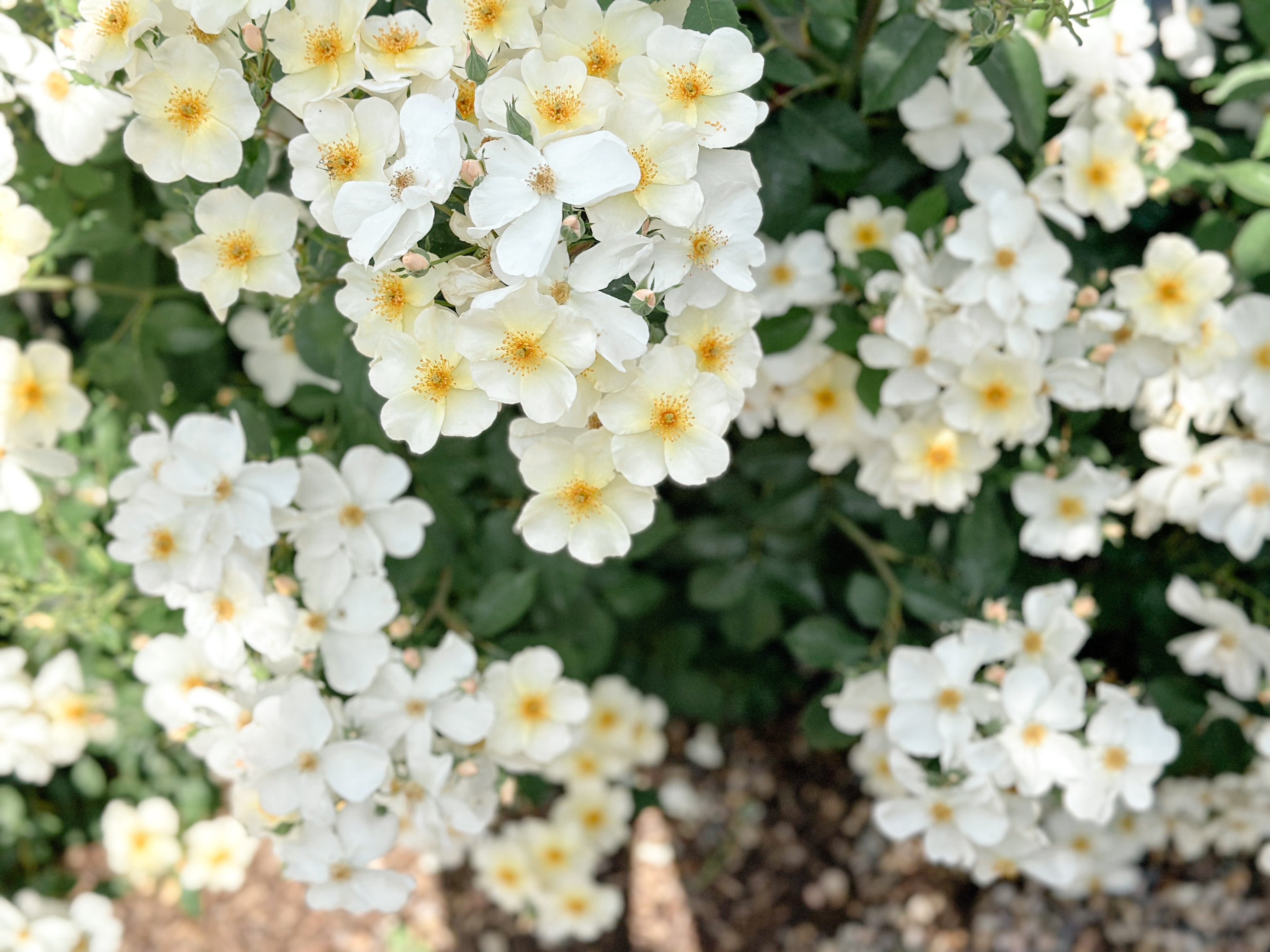 Wild roses in an English hedgerow — inspiration for our botanical antiques and garden-inspired collections.